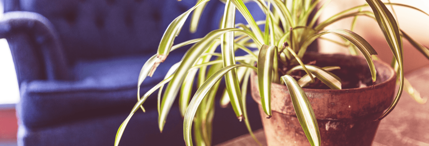 Grass is always greener during a midlife crisis