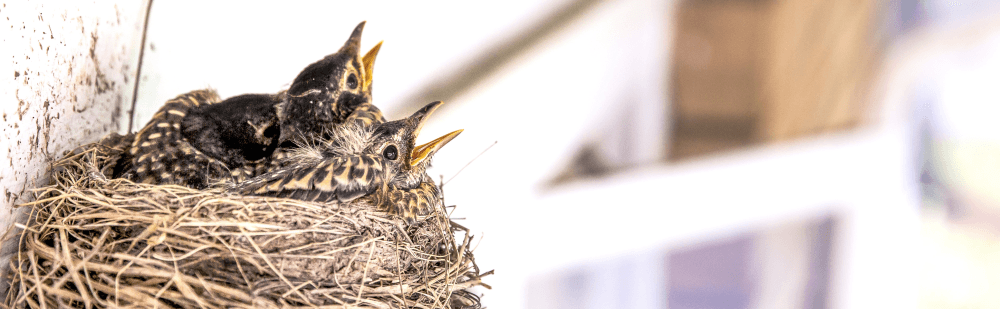 empty nest syndrome midlife crisis