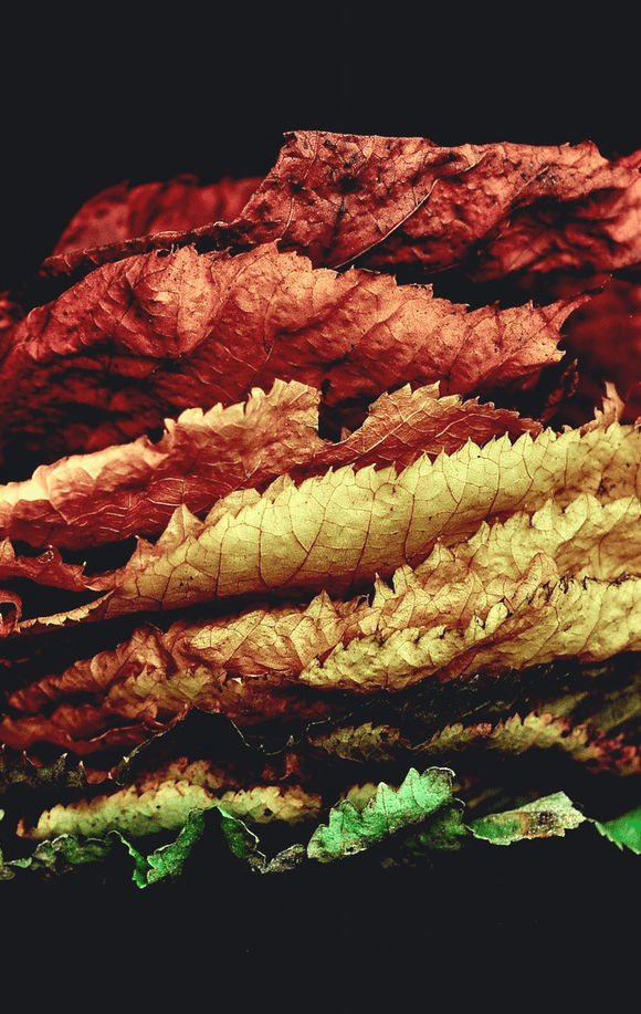 midlife crisis leads to growth